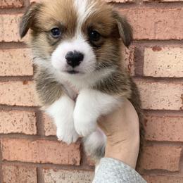 Snowflake - Red male Pembroke Welsh Corgi puppy in Cumming, Georgia from Carter’s Corgis LLC