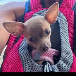 Rascal - Chihuahua