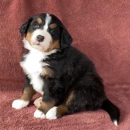 Purple Collar Female - Black rust and white female Bernese Mountain Dog puppy in Bristol, Tennessee from Holston Hollow Farm