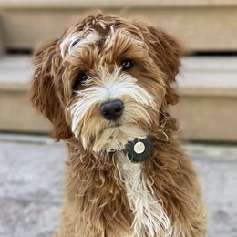 Goldendoodles from You Are My Sunshine Doodle