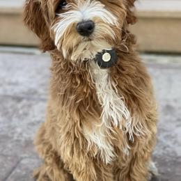 Goldendoodles from You Are My Sunshine Doodle