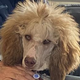 Violet - Poodle