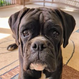 Boxer puppies from ReMa Boxers