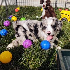 Bordoodle Puppies from Brisby Bordoodles