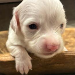 Fern - Piebald male Dachshund puppy in Dobson, North Carolina from Oakleys Dachshund Haven