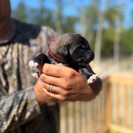 Boy - Yellow male Leonberger puppy in Gilmanton, New Hampshire from Stonewall Leonbergers