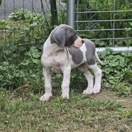 Fava - Blue and white female Great Dane puppy in Monroe County, Pennsylvania from Poke-A-Nose Danes