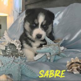 Sabre - Black and white female Siberian Husky puppy in Spring Hill, Florida from Whitmore Wolfpack LLC