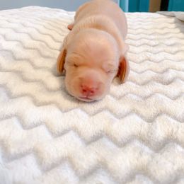 Sally - Cream female Dachshund puppy in Rockwall, Texas from Mendez’s Dachshunds