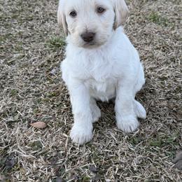 Ella Langley - Cream female Labradoodle puppy in Georgetown, South Carolina from Muddy Bay Kennels