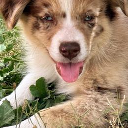 Australian Shepherds and Miniature Australian Shepherds from Puppy Love Ranch Mini Aussies