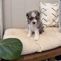Mickey - Blue merle male Aussiedoodle puppy in Tryon, North Carolina from Melrose Mountain Farm