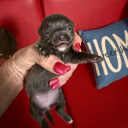 Poppy - Blue female Chihuahua puppy in Dime Box, Texas from Color Me Crazy Chihuahuas