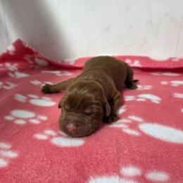 Fox Red Girl 2 - Yellow female Labrador Retriever puppy in Williamsburg, Pennsylvania from River View Labradors