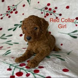 Red Collar Female - Red  female Goldendoodle puppy in Pasadena, Texas from Knightsbane Standard Poodles