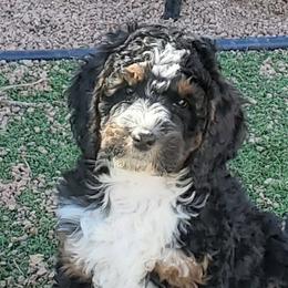 Goldendoodles from Doodles of Colorado