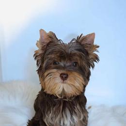 Yorkshire Terrier Puppies from Diamonds & Pearls Yorkshire Terriers