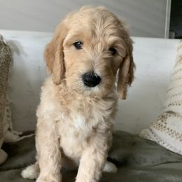 Goldendoodle Puppies from Edge Farm Goldendoodles