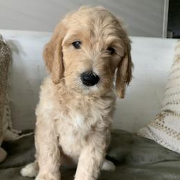 Goldendoodle Puppies from Edge Farm Goldendoodles