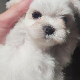 Zahara - White female Maltese puppy in Dwight, Nebraska from Meliora Maltese