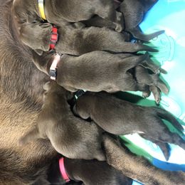 Dilute Retriever and Labrador Retriever Puppies from CKB Labradors