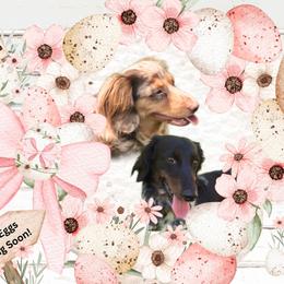 Dachshund puppies from Castaneda Dachshunds