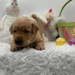 Teal - Yellow female Labrador Retriever puppy in Heath Springs, South Carolina from Rich Hill Retrievers