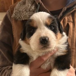 Australian Shepherd Puppies from Cherry City Kennels
