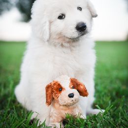 Border Collie and Maremma Sheepdog Puppies from 2J 2K Border Collies & Maremma Sheepdogs