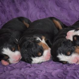 Bernese Mountain Dog Puppies from Brookwood Bernese Mountain Dogs