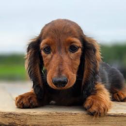 Jambalaya 4000dollars - Red male Dachshund puppy in Crystal, Michigan from Mare-bella Dachshunds