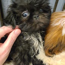 Shih Tzu Puppies from Tammy's Shihtzu Shack
