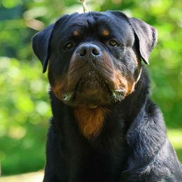Rottweilers from Musikstadt Rottweilers