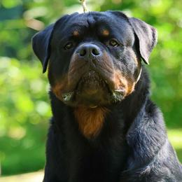 Rottweilers from Musikstadt Rottweilers