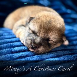 Marley - Red male Shiba Inu puppy in Gladewater, Texas from Mirage Siberians
