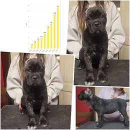 Justice (black brindle) - Black brindle female Cane Corso puppy in Manitowoc, Wisconsin from Sinner & Saint Cane Corso