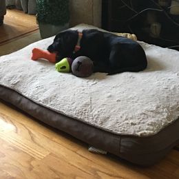 Labrador Retriever Puppies from Wild Feather Hunting Dogs