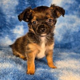 Prince Charming - Black sabled fawn male Chihuahua puppy in West New York, New Jersey from Pixie’s Magical Puppies