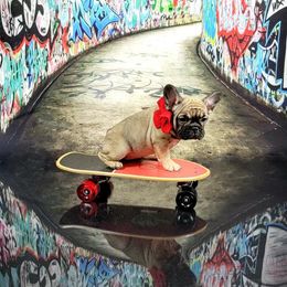 Bulldog and French Bulldog Puppies from AdoraBull Bulldogs