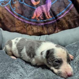 Legolas - Harlequin male Great Dane puppy in Citra, Florida from AEW Farm