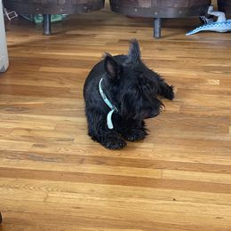 Princess - Scottish Terrier