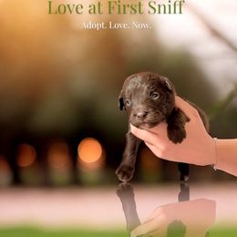 Aussiedoodle, Goldendoodle, and Poodle Puppies from Designer Doodles of South GA