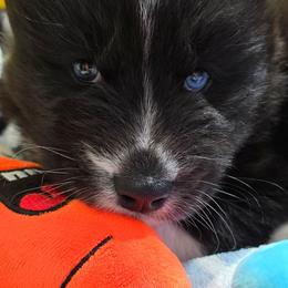 Journee - Black female Siberian Husky puppy in East Tawas, Michigan from BurnsBerg's Woolies