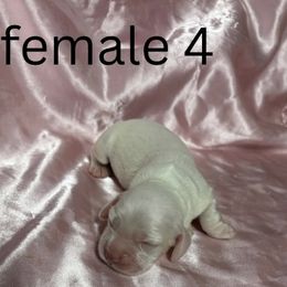 Cocker Spaniel puppies from Clark’s Cocker Spaniels