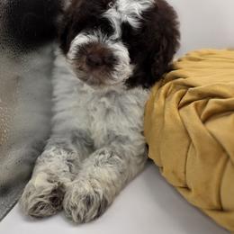 Reese - Parti male Goldendoodle puppy in Decatur, Tennessee from Diamond's Doodles