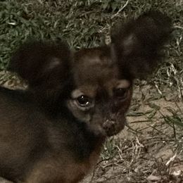 Russian Toy puppies from Goldstone Russian Toys