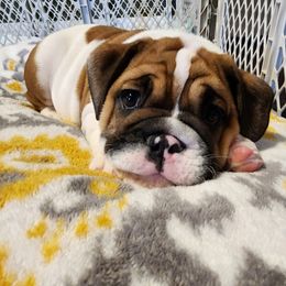 Bulldog Puppies from Mary Estabrook