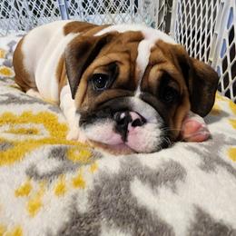 Bulldog Puppies from Mary Estabrook