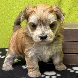 Honey - Gold female Morkie puppy in Monticello, Iowa from Ashley’s Puppies