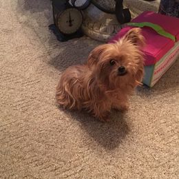 Maltese and Yorkshire Terriers from Lynn’s Precious Pups